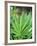 Cannabis Leaves-Chris Knapton-Framed Photographic Print