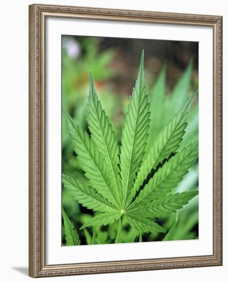 Cannabis Leaves-Chris Knapton-Framed Photographic Print