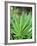 Cannabis Leaves-Chris Knapton-Framed Photographic Print