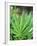 Cannabis Leaves-Chris Knapton-Framed Photographic Print