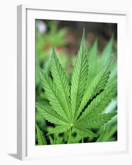 Cannabis Leaves-Chris Knapton-Framed Photographic Print