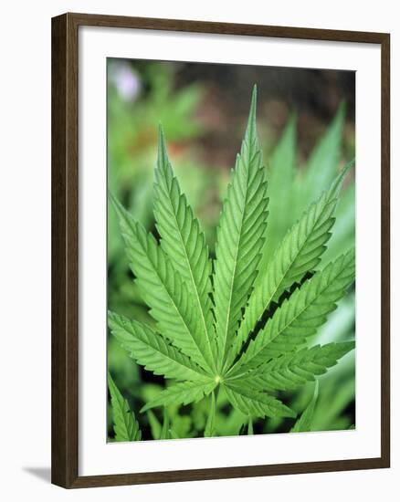 Cannabis Leaves-Chris Knapton-Framed Photographic Print