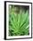 Cannabis Leaves-Chris Knapton-Framed Photographic Print