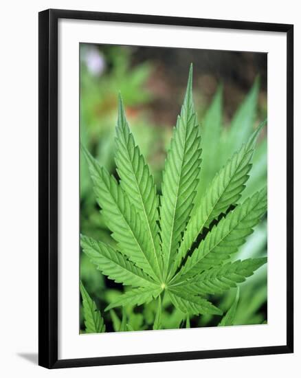 Cannabis Leaves-Chris Knapton-Framed Photographic Print