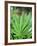 Cannabis Leaves-Chris Knapton-Framed Photographic Print