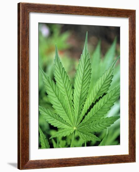 Cannabis Leaves-Chris Knapton-Framed Photographic Print