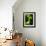 Cannabis Leaves-Chris Knapton-Framed Photographic Print displayed on a wall