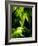 Cannabis Leaves-Chris Knapton-Framed Photographic Print