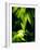 Cannabis Leaves-Chris Knapton-Framed Photographic Print