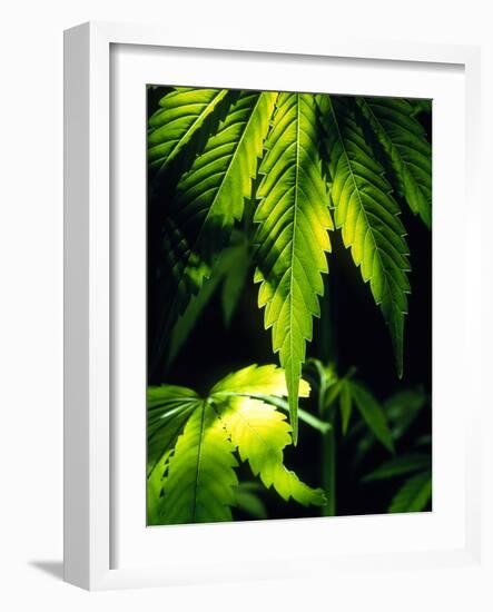 Cannabis Leaves-Chris Knapton-Framed Photographic Print
