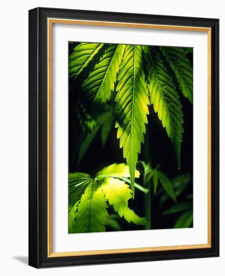 Cannabis Leaves-Chris Knapton-Framed Photographic Print
