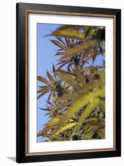 Cannabis Leaves-Alan Sirulnikoff-Framed Photographic Print