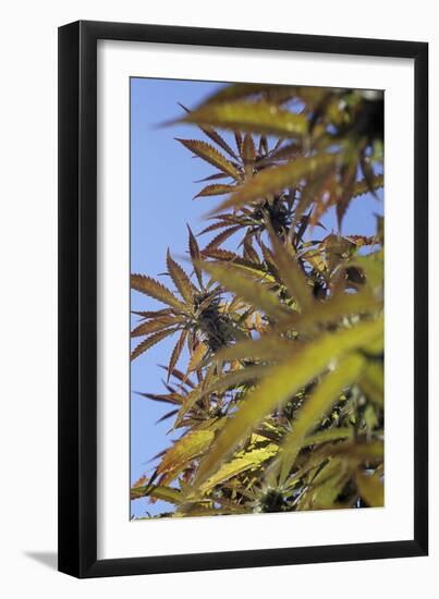 Cannabis Leaves-Alan Sirulnikoff-Framed Photographic Print
