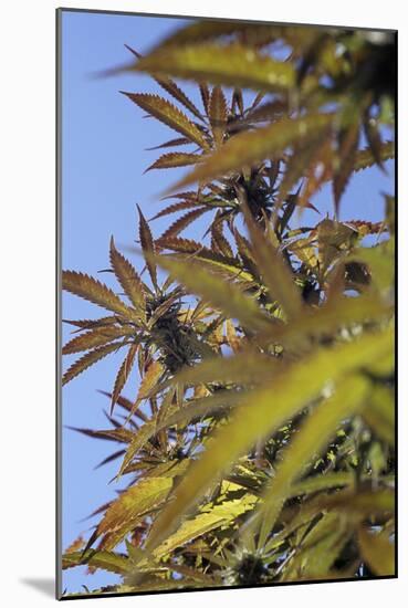 Cannabis Leaves-Alan Sirulnikoff-Mounted Photographic Print