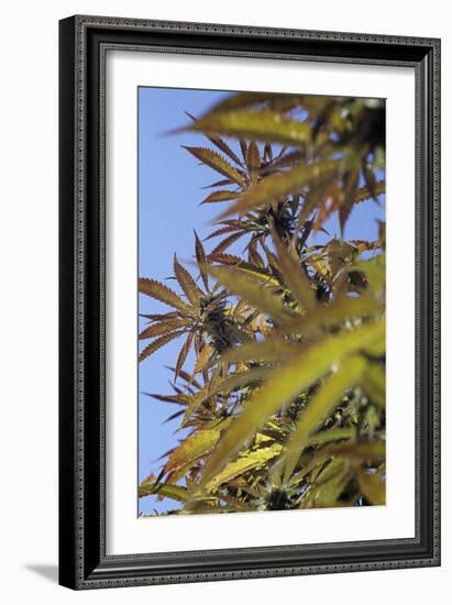 Cannabis Leaves-Alan Sirulnikoff-Framed Photographic Print