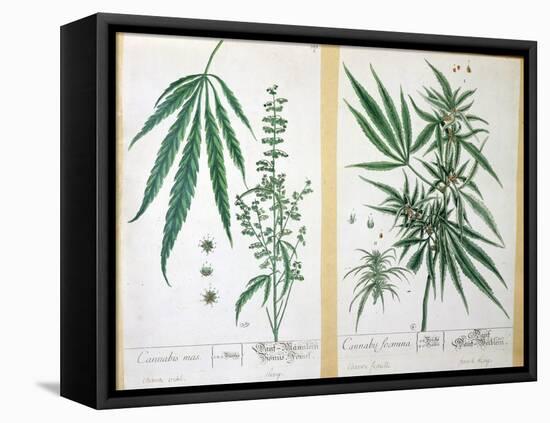 Cannabis Mas and Cannabis Foemina, from 'Herbarium Blackwellianum', 1757-Elizabeth Blackwell-Framed Premier Image Canvas