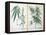 Cannabis Mas and Cannabis Foemina, from 'Herbarium Blackwellianum', 1757-Elizabeth Blackwell-Framed Premier Image Canvas