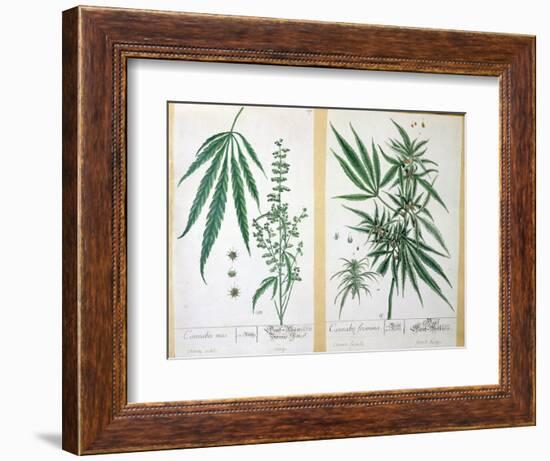 Cannabis Mas and Cannabis Foemina, from 'Herbarium Blackwellianum', 1757-Elizabeth Blackwell-Framed Giclee Print