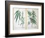 Cannabis Mas and Cannabis Foemina, from 'Herbarium Blackwellianum', 1757-Elizabeth Blackwell-Framed Giclee Print