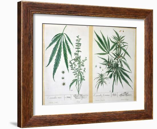 Cannabis Mas and Cannabis Foemina, from 'Herbarium Blackwellianum', 1757-Elizabeth Blackwell-Framed Giclee Print