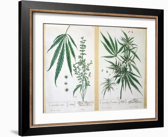 Cannabis Mas and Cannabis Foemina, from 'Herbarium Blackwellianum', 1757-Elizabeth Blackwell-Framed Giclee Print