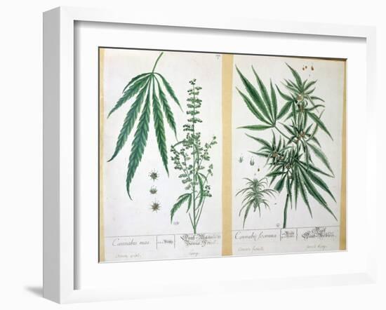 Cannabis Mas and Cannabis Foemina, from 'Herbarium Blackwellianum', 1757-Elizabeth Blackwell-Framed Giclee Print