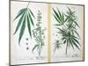 Cannabis Mas and Cannabis Foemina, from 'Herbarium Blackwellianum', 1757-Elizabeth Blackwell-Mounted Giclee Print