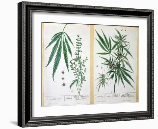 Cannabis Mas and Cannabis Foemina, from 'Herbarium Blackwellianum', 1757-Elizabeth Blackwell-Framed Giclee Print