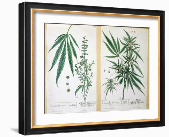 Cannabis Mas and Cannabis Foemina, from 'Herbarium Blackwellianum', 1757-Elizabeth Blackwell-Framed Giclee Print