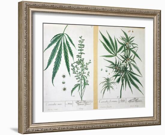 Cannabis Mas and Cannabis Foemina, from 'Herbarium Blackwellianum', 1757-Elizabeth Blackwell-Framed Giclee Print