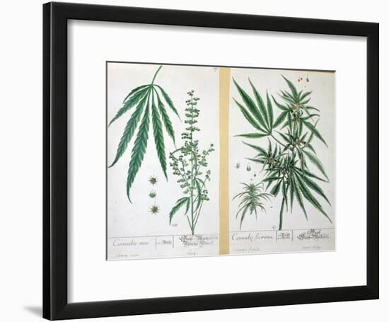 Cannabis Mas and Cannabis Foemina, from 'Herbarium Blackwellianum', 1757-Elizabeth Blackwell-Framed Giclee Print