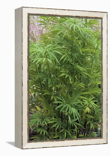 Cannabis Plant (Cannabis Sativa)-Adrian Thomas-Framed Premier Image Canvas