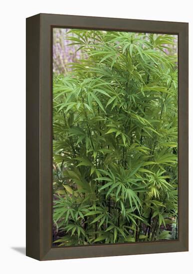 Cannabis Plant (Cannabis Sativa)-Adrian Thomas-Framed Premier Image Canvas