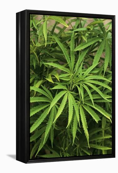 Cannabis Plant (Cannabis Sativa)-Adrian Thomas-Framed Premier Image Canvas
