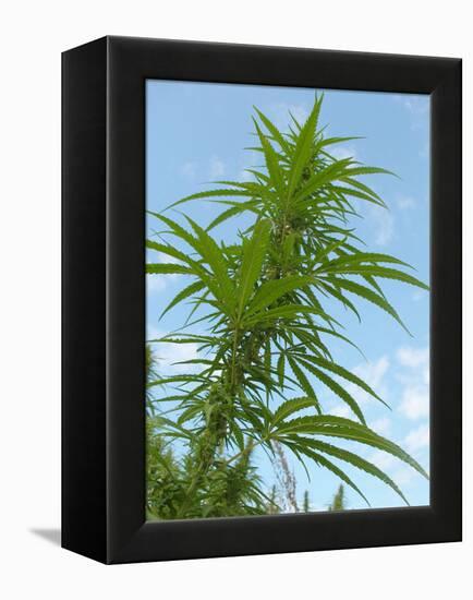 Cannabis Plant, from Below, Blue Sky-Harald Kroiss-Framed Premier Image Canvas