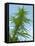 Cannabis Plant, from Below, Blue Sky-Harald Kroiss-Framed Premier Image Canvas