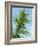 Cannabis Plant, from Below, Blue Sky-Harald Kroiss-Framed Photographic Print