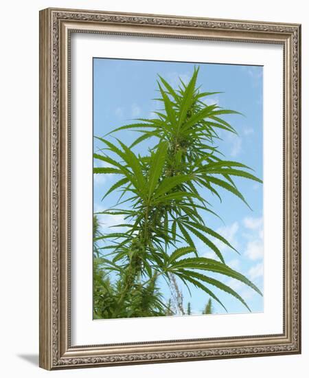 Cannabis Plant, from Below, Blue Sky-Harald Kroiss-Framed Photographic Print