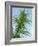 Cannabis Plant, from Below, Blue Sky-Harald Kroiss-Framed Photographic Print