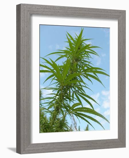 Cannabis Plant, from Below, Blue Sky-Harald Kroiss-Framed Photographic Print