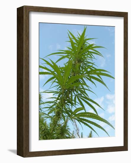 Cannabis Plant, from Below, Blue Sky-Harald Kroiss-Framed Photographic Print