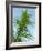 Cannabis Plant, from Below, Blue Sky-Harald Kroiss-Framed Photographic Print