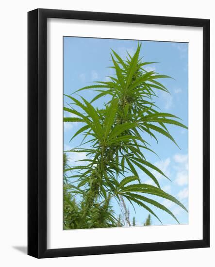 Cannabis Plant, from Below, Blue Sky-Harald Kroiss-Framed Photographic Print