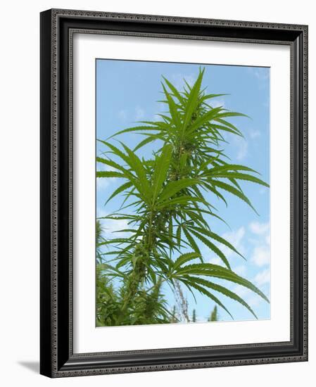 Cannabis Plant, from Below, Blue Sky-Harald Kroiss-Framed Photographic Print