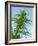 Cannabis Plant, from Below, Blue Sky-Harald Kroiss-Framed Photographic Print
