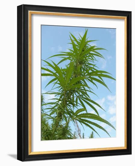 Cannabis Plant, from Below, Blue Sky-Harald Kroiss-Framed Photographic Print