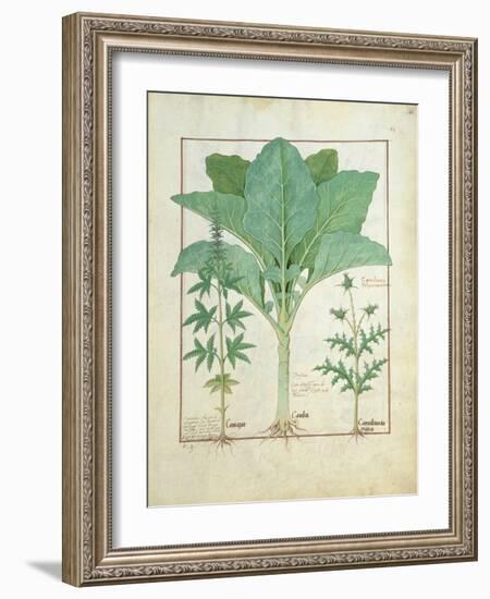 Cannabis-Robinet Testard-Framed Giclee Print