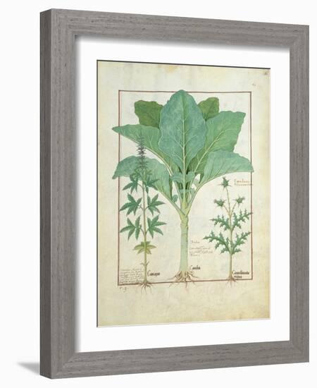 Cannabis-Robinet Testard-Framed Giclee Print