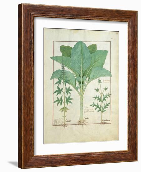 Cannabis-Robinet Testard-Framed Giclee Print