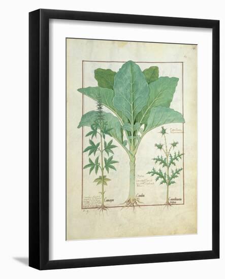 Cannabis-Robinet Testard-Framed Giclee Print